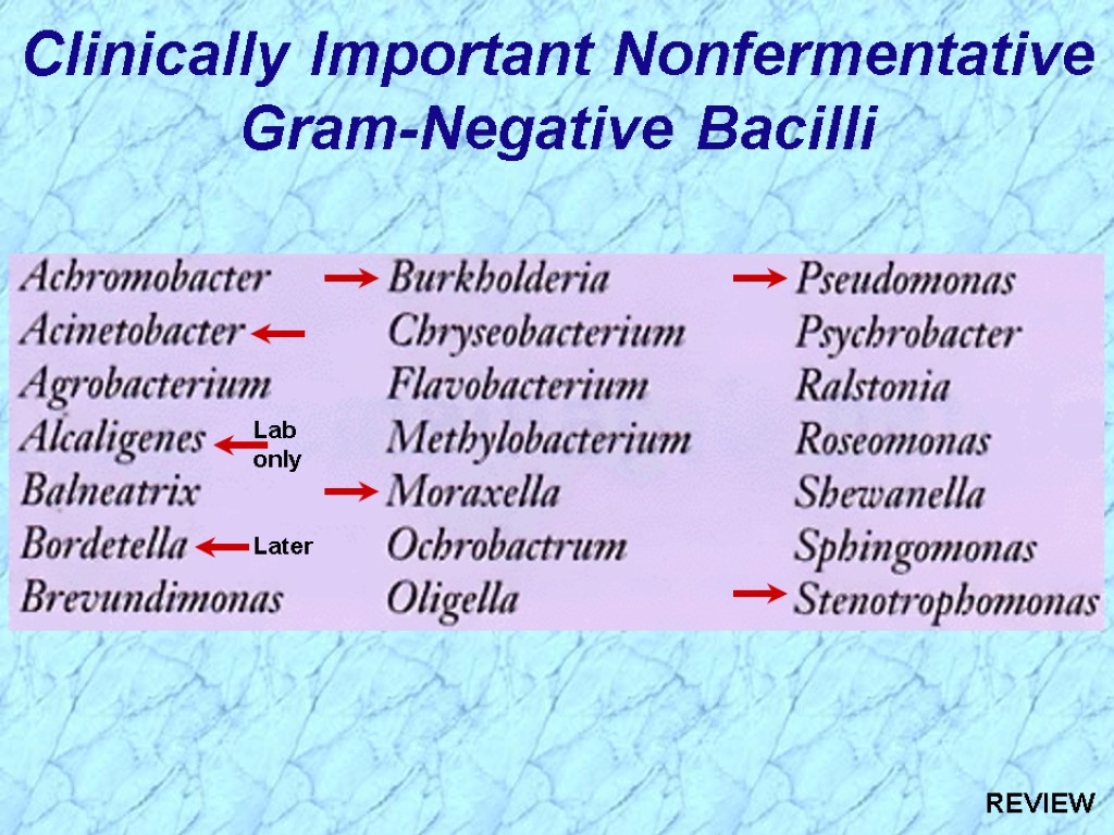Clinically Important Nonfermentative Gram-Negative Bacilli Later Lab only REVIEW
